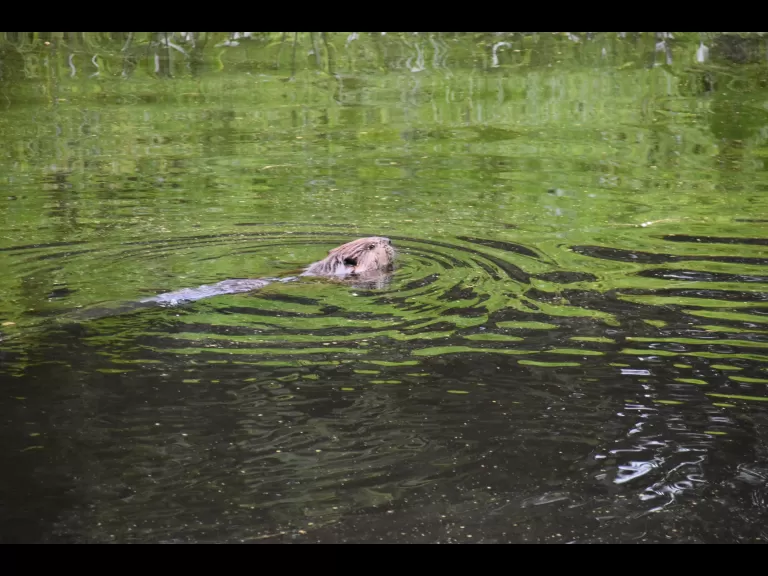 A beaver along the Sudbury Reservoir Trail in Southborough, photographed by Eric Crockwell.