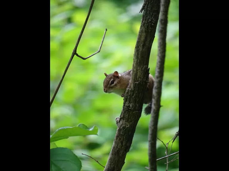 An eastern chipmunk at SVT's Cowassock Woods in Framingham, photographed by Cindy Winer.