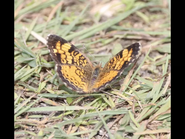 A pearl crescent butterfly at Breakneck Hill Conservation Land in Southborough, photographed by Steve Forman.