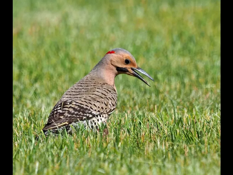 A northern flicker in Sudbury, photographed by Joan Chasan.