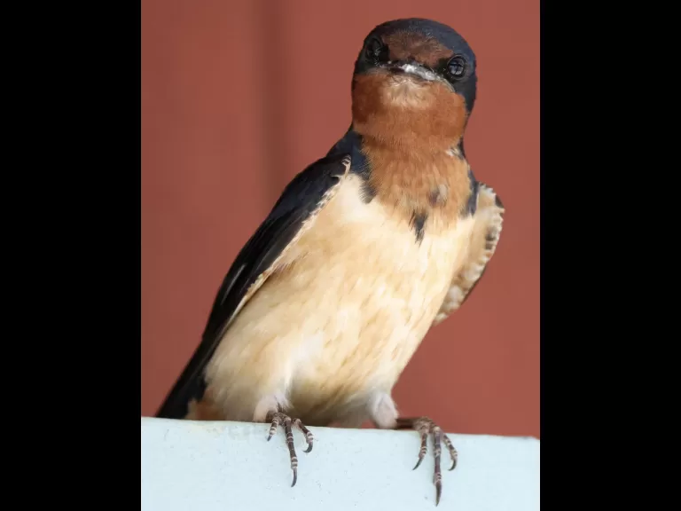 A barn swallow nestling in Hopkinton, photographed by Steve Forman.