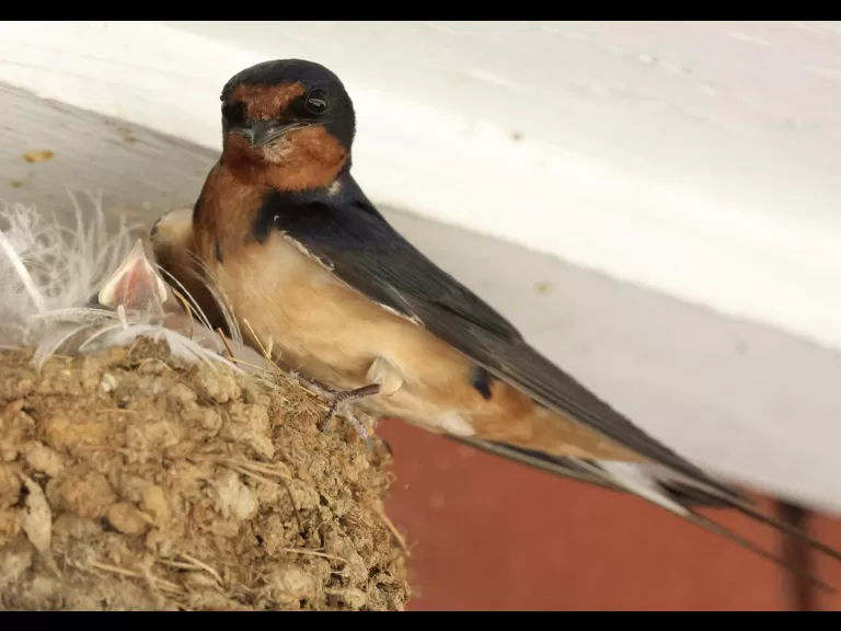 A barn swallow nestling in Hopkinton, photographed by Steve Forman.