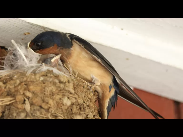 A barn swallow nestling in Hopkinton, photographed by Steve Forman.