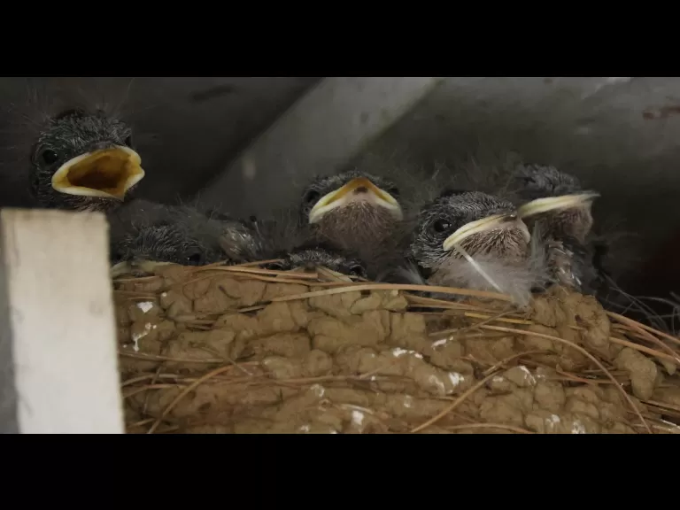 A barn swallow nestling in Hopkinton, photographed by Steve Forman.