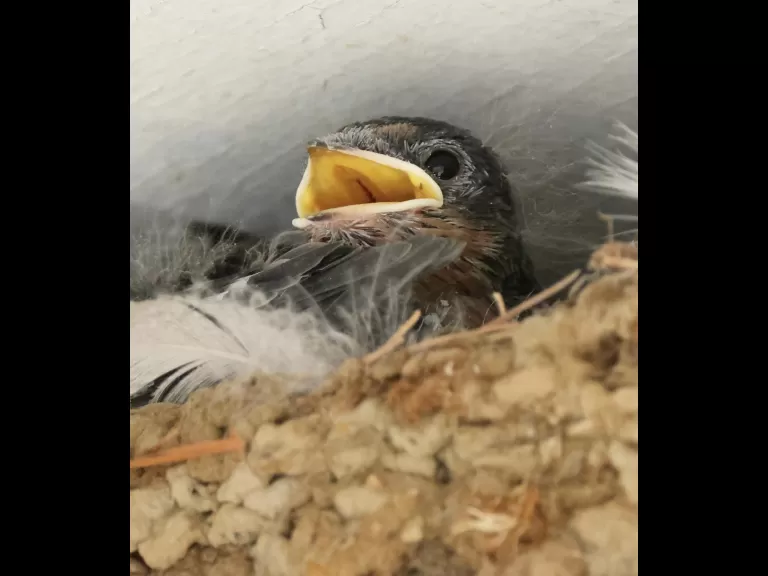 A barn swallow nestling in Hopkinton, photographed by Steve Forman.