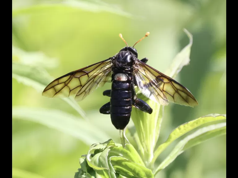 A common whitetail dragonfly at Breakneck Hill Conservation Land in Southborough, photographed by Steve Forman.