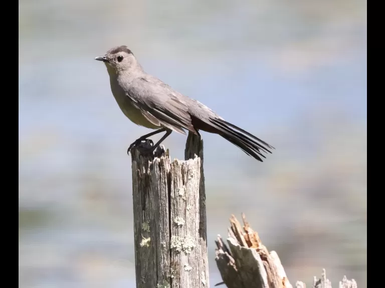A chalk-fronted corporal in Hopkinton, photographed by Steve Forman.