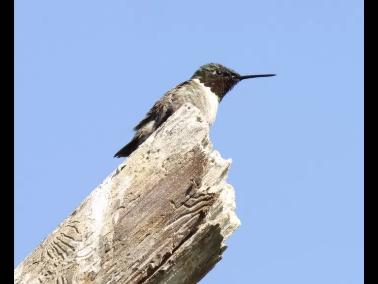 A ruby-throated hummingbird at Breakneck Hill Conservation Land in Southborough, photographed by Steve Forman.