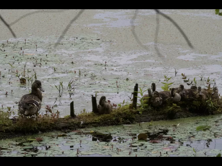 A family of mallards in Stow, photographed by Gail Sartori.