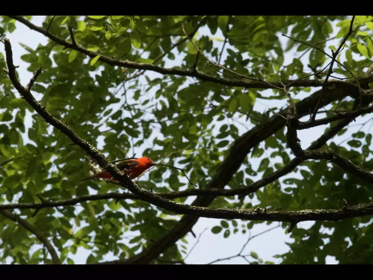 A family of mallards in Stow, photographed by Gail Sartori.