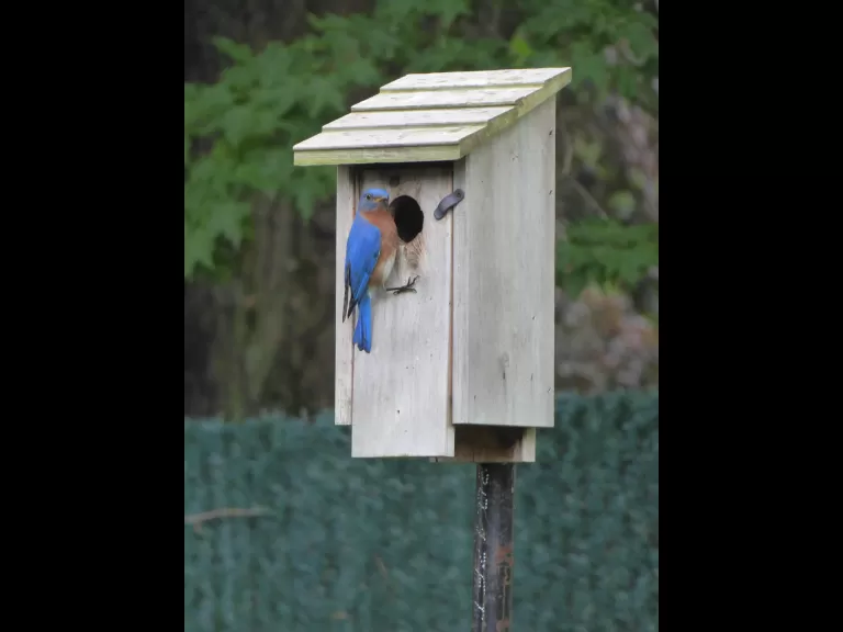 Eastern bluebirds in Westborough, photographed by John Carter.