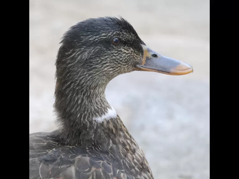 A mallard at Hager Pond in Marlborough, photographed by Steve Forman.