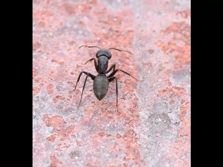 A mallard at Hager Pond in Marlborough, photographed by Steve Forman.