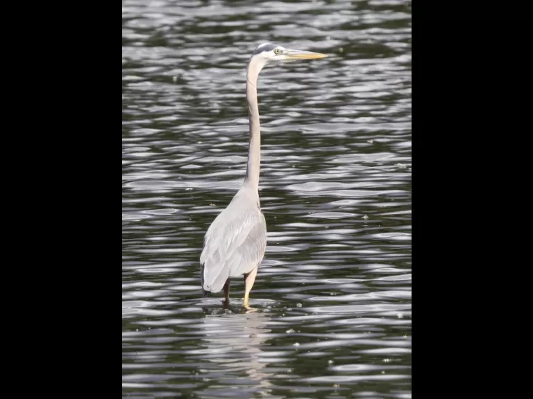 A mallard at Hager Pond in Marlborough, photographed by Steve Forman.