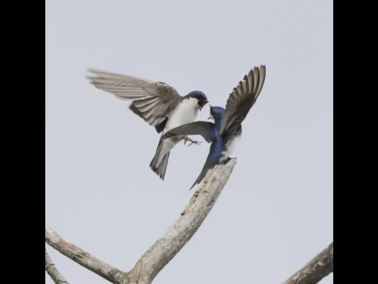 Tree swallows at Breakneck Hill Conservation Land in Southborough, photographed by Steve Forman.