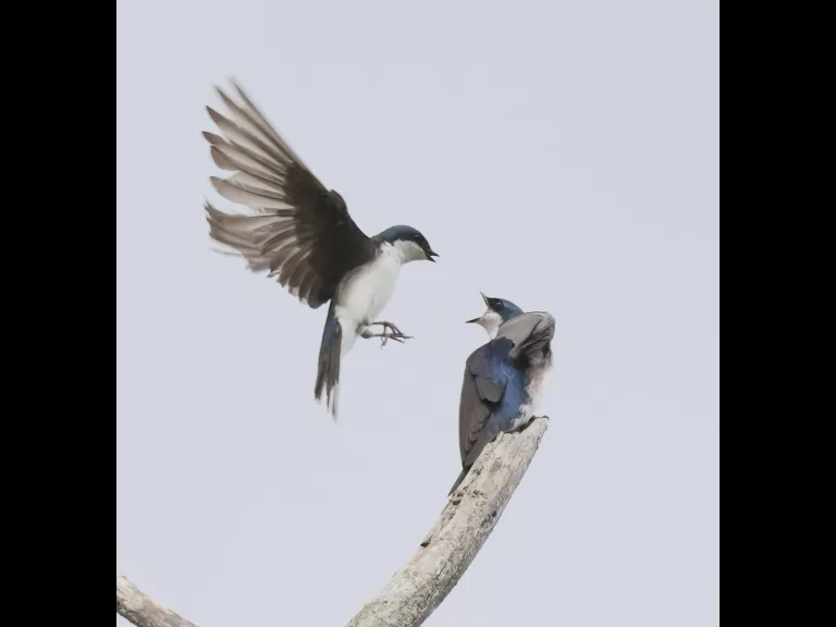 Tree swallows at Breakneck Hill Conservation Land in Southborough, photographed by Steve Forman.