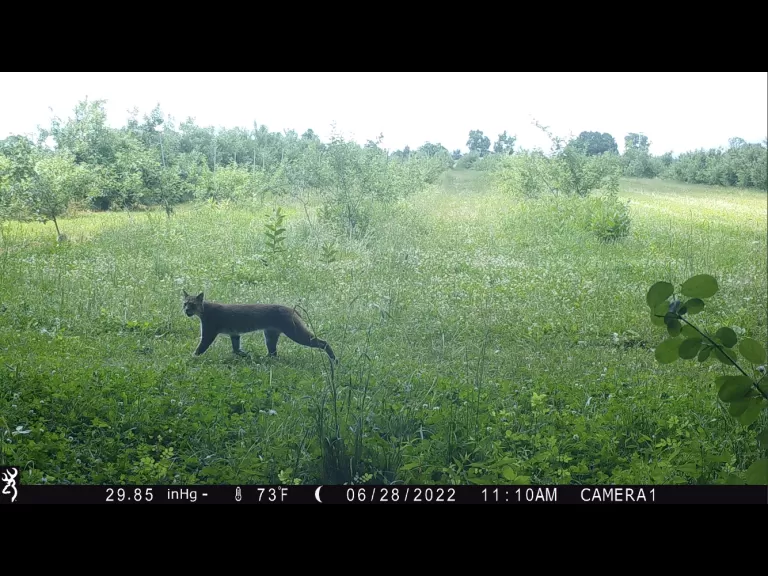 A bobcat in Harvard, photographed with an automatically triggered wildlife camera by Steve Cumming.