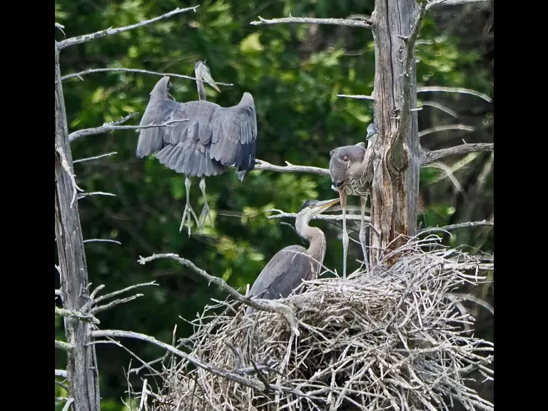 Great blue herons at Assabet River National Wildlife Refuge in Maynard, photographed by Joan Chasan.