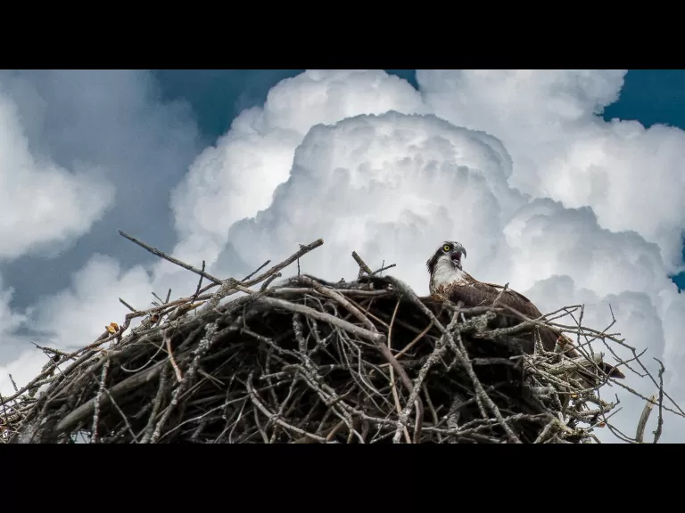 An osprey at a nest in Sudbury, photographed by Wayne Dion.