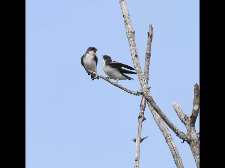 Tree swallows at Breakneck Hill Conservation Land in Southborough, photographed by Steve Forman.