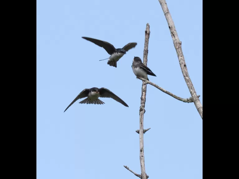 Tree swallows at Breakneck Hill Conservation Land in Southborough, photographed by Steve Forman.