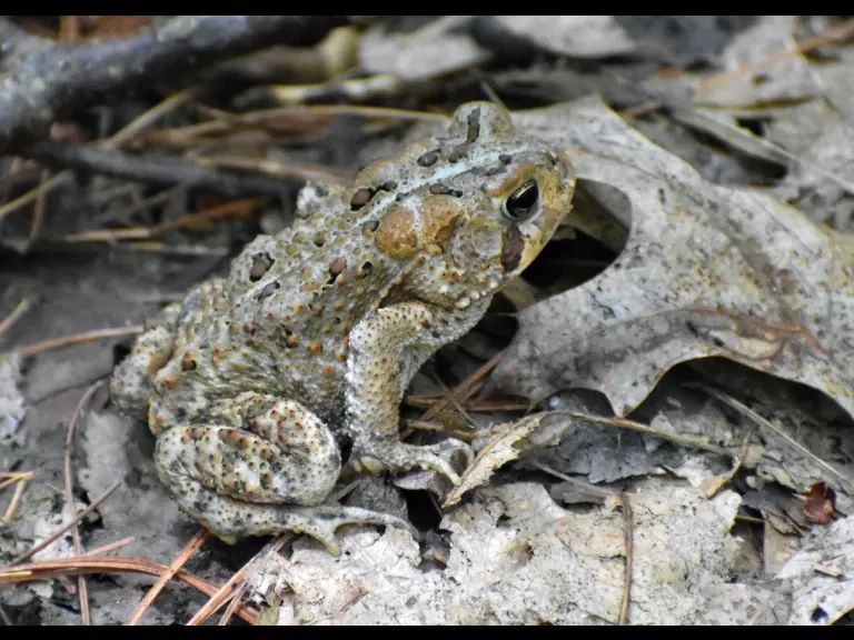 An American toad at the Desert Natural Area in Marlborough, photographed by Eric Crockwell.
