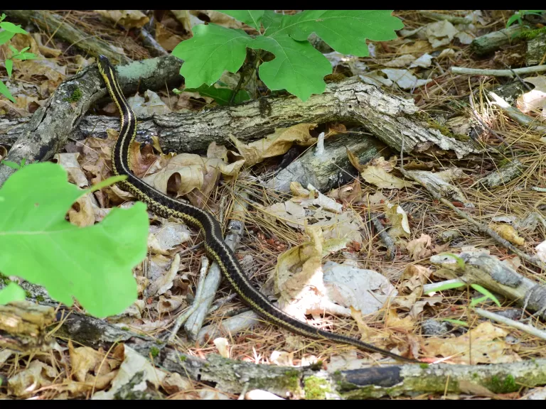 An American toad at the Desert Natural Area in Marlborough, photographed by Eric Crockwell.