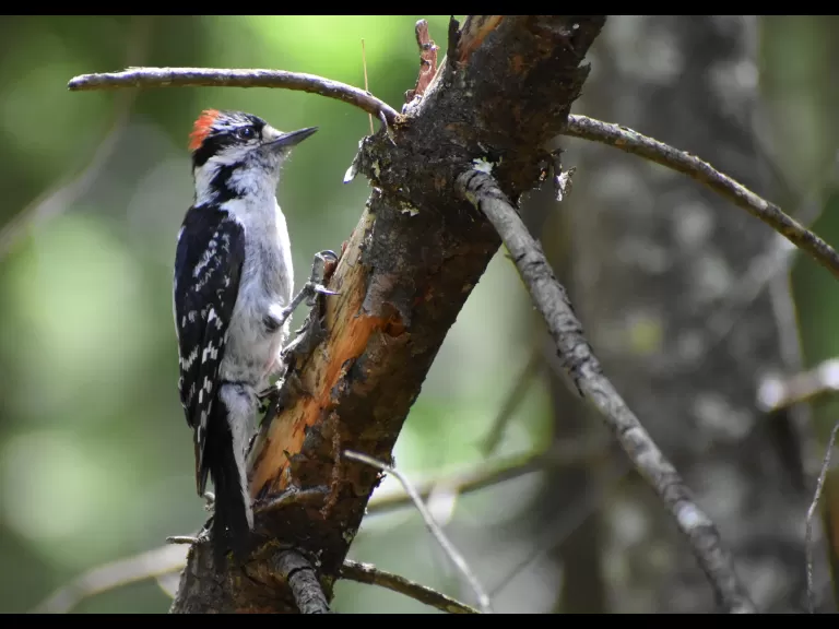 An American toad at the Desert Natural Area in Marlborough, photographed by Eric Crockwell.