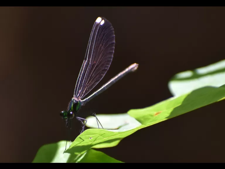 An American toad at the Desert Natural Area in Marlborough, photographed by Eric Crockwell.