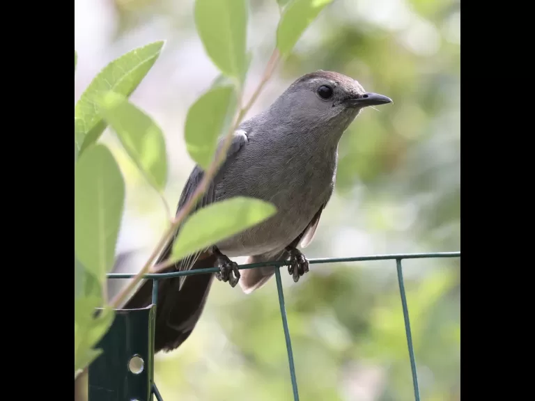 An American goldfinch at Breakneck Hill Conservation Land in Southborough, photographed by Steve Forman.