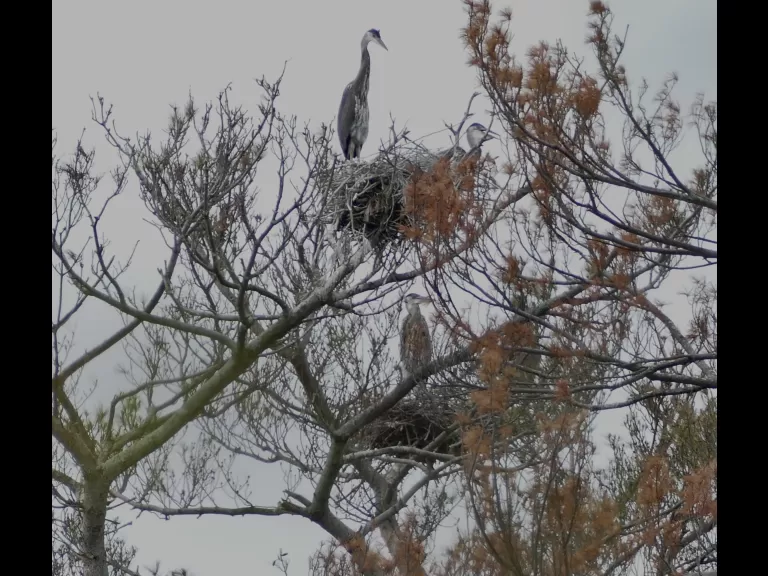 Great blue herons at SVT's Upper Mill Brook Conservation Area in Wayland, photographed by Carole Hohl.