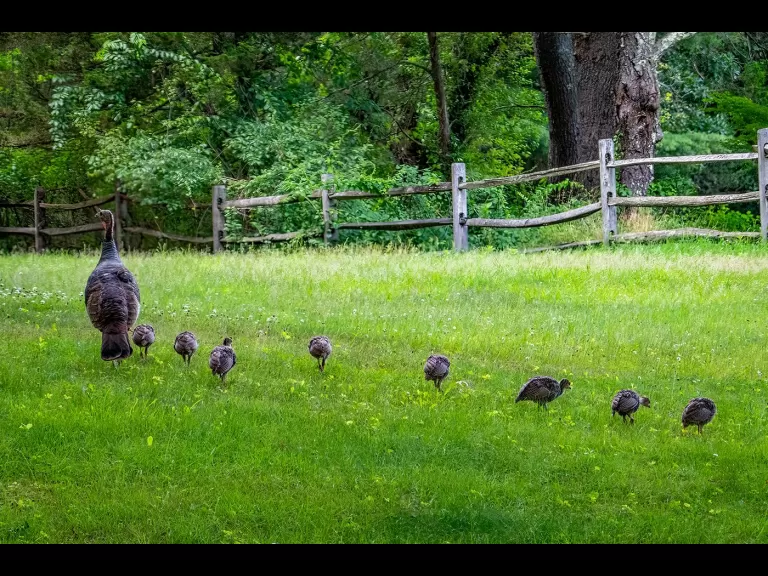 Turkeys in Sudbury, photographed by John McKinney.