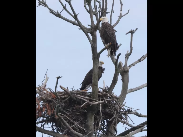 A pair of bald eagles at the Sudbury Reservoir in Southborough, photographed by Steve Forman.