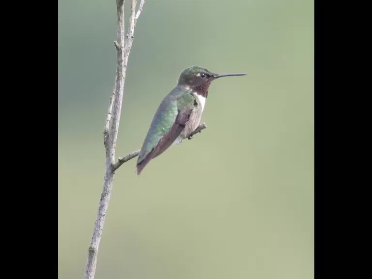 A ruby-throated hummingbird at Breakneck Hill Conservation Land in Southborough, photographed by Steve Forman.