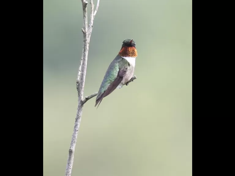 A ruby-throated hummingbird at Breakneck Hill Conservation Land in Southborough, photographed by Steve Forman.