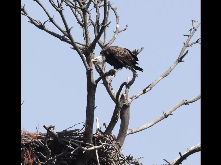 A bald eagle at the Sudbury Reservoir in Southborough, photographed by Steve Forman.