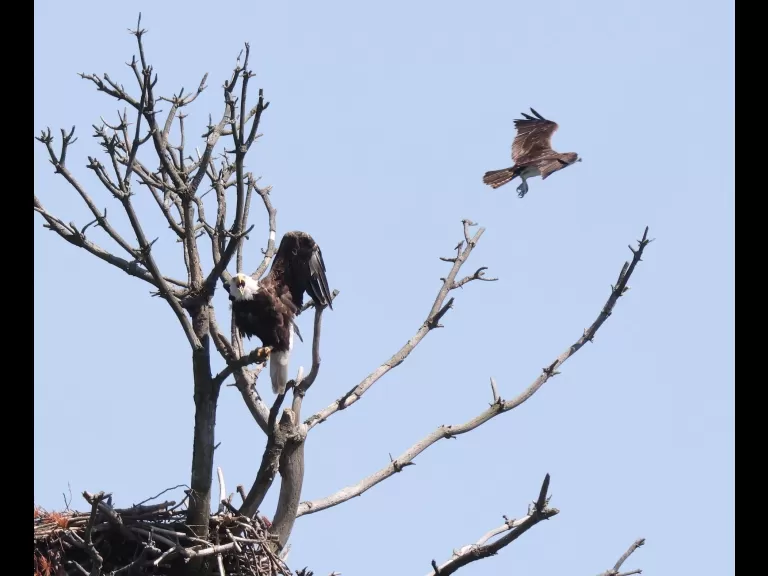 A bald eagle at the Sudbury Reservoir in Southborough, photographed by Steve Forman.