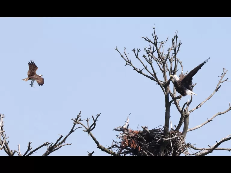 A bald eagle at the Sudbury Reservoir in Southborough, photographed by Steve Forman.