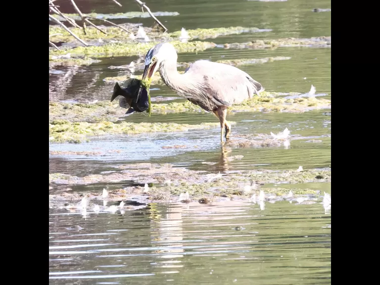 A great blue heron at Hager Pond in Marlborough, photographed by Steve Forman.