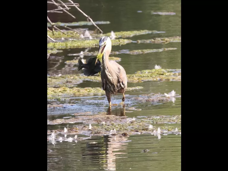 A great blue heron at Hager Pond in Marlborough, photographed by Steve Forman.