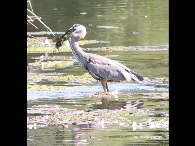 A great blue heron at Hager Pond in Marlborough, photographed by Steve Forman.
