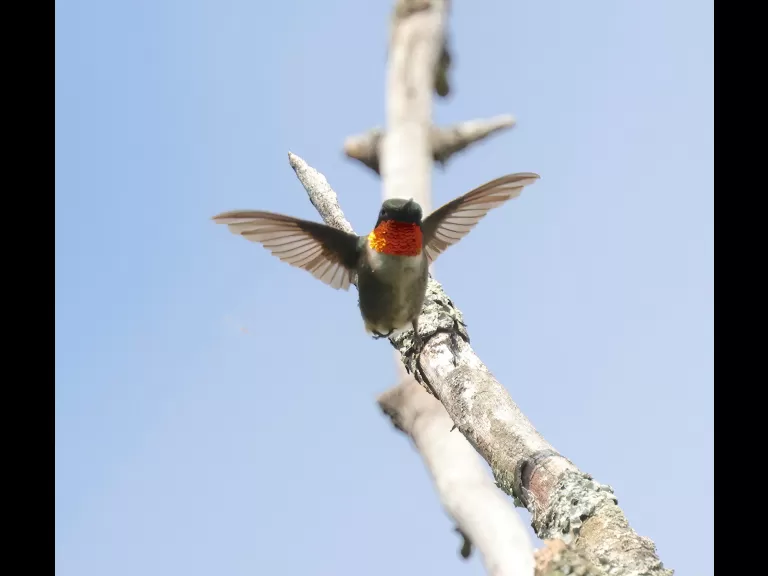 A ruby-throated hummingbird at Breakneck Hill Conservation Land in Southborough, photographed by Steve Forman.