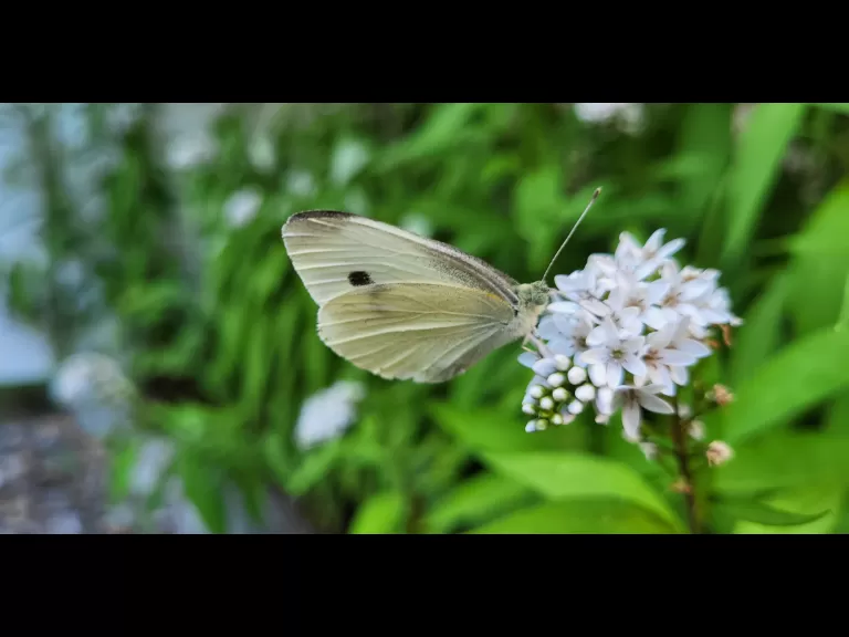 A cabbage white butterfly in Maynard, photographed by William Watt.