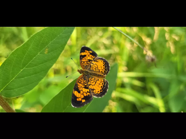 A pearl crescent butterfly, photographed at Great Meadows National Wildlife Refuge by William Watt.