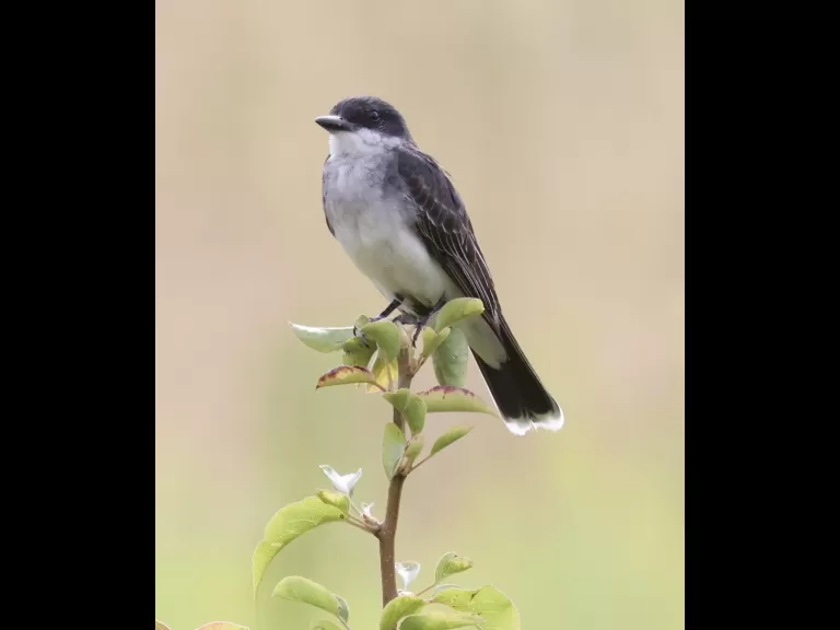 An eastern kingbird at Breakneck Hill Conservation Land in Southborough, photographed by Steve Forman.