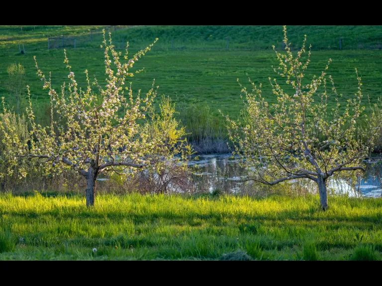 Prospect Hill Community Orchard. Photo by Louis Calisi