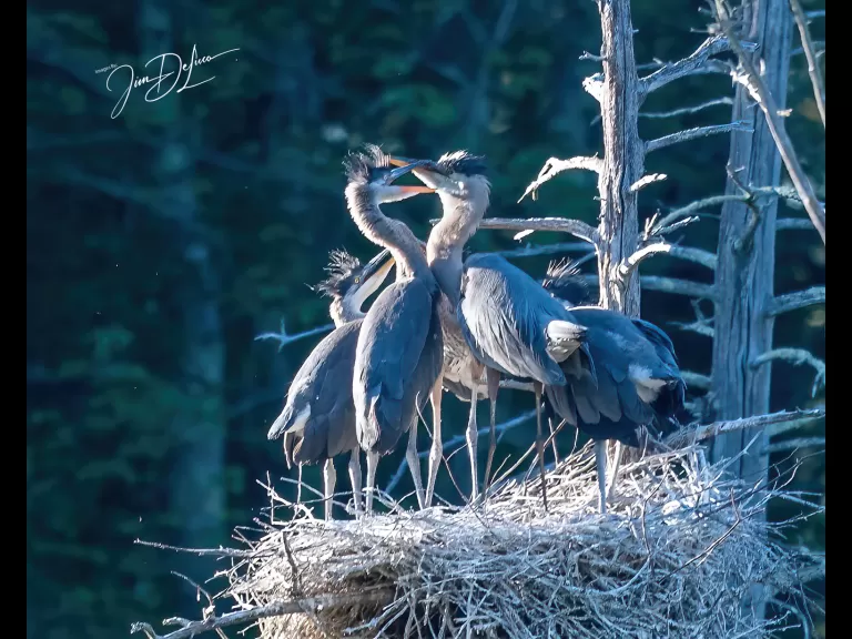 Great blue heron chicks in a nest at Assabet River National Wildlife Refuge in Maynard, photographed by Jim DeLuco.