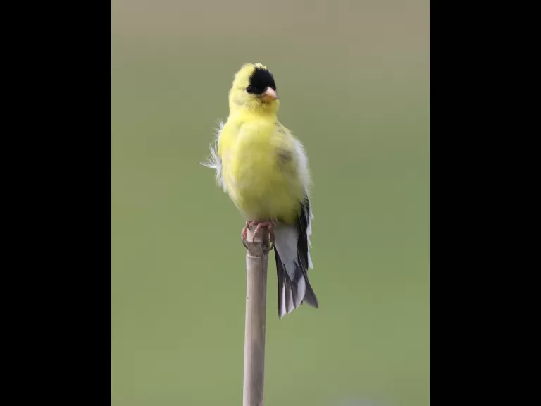 An American goldfinch at Breakneck Hill Conservation Land in Southborough, photographed by Steve Forman.
