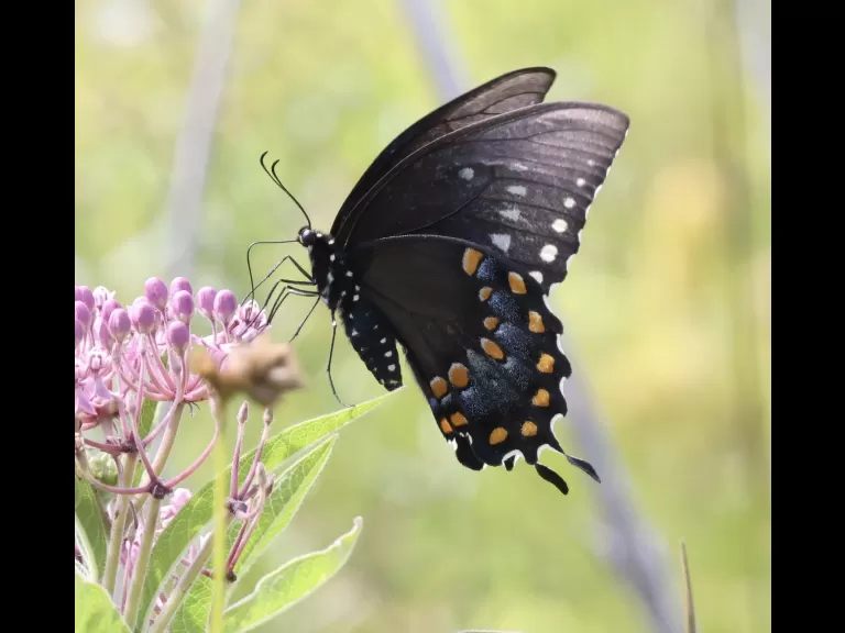A spicebush swallowtail butterfly at Breakneck Hill Conservation Land in Southborough, photographed by Steve Forman.