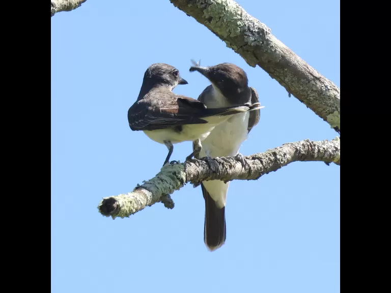Eastern kingbirds at Breakneck Hill Conservation Land in Southborough, photographed by Steve Forman.